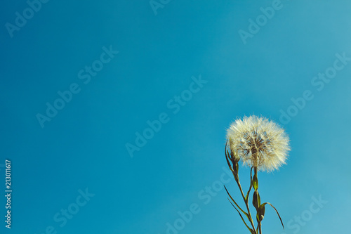 Fototapeta Naklejka Na Ścianę i Meble -  Beautiful white dandelion flowershello summer concept