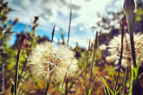Fototapeta Naklejka Na Ścianę i Meble -  Beautiful white dandelion flowershello summer concept