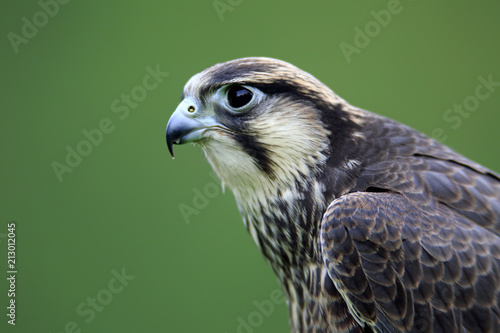 Lanner Falcon (Falco biarmicus), adult, captive, Eifel, Germany, Europe photo