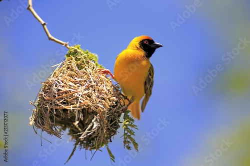 Southern Masked Weaver (Ploceus velatus), adult, male, at nest, Tswalu Game Reserve, Kalahari Desert, South Africa, Africa photo