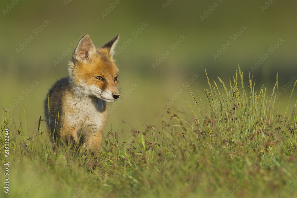 Red Fox (Vulpes vulpes), cub in a meadow, Hesse, Germany, Europe Red Fox (Vulpes vulpes), cub in a meadow, Hesse, Germany, Europe