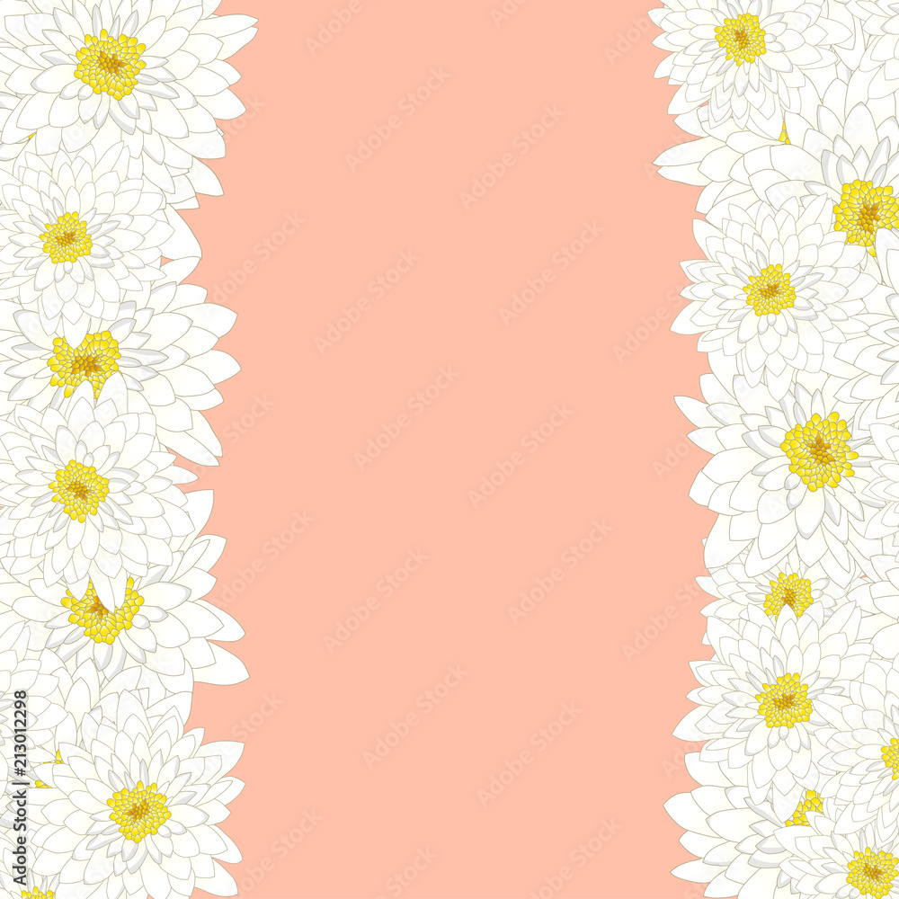 White Chrysanthemum Border