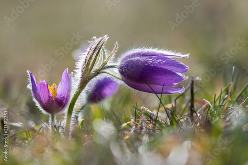 Pasque Flowers (Pulsatilla vulgaris), Hesse, Germany, Europe photo