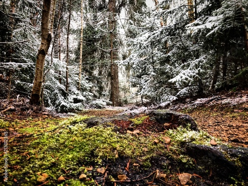 Forest