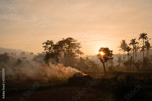 morning in a ricefield