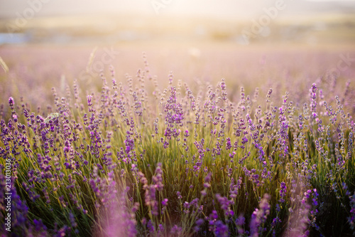 Field of blooming lavender.