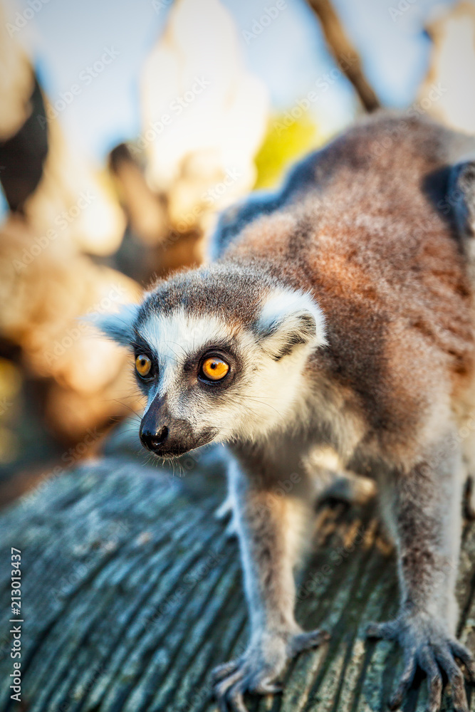 Obraz premium Ring-tailed Lemur 'Lemur Catta' in safari-park