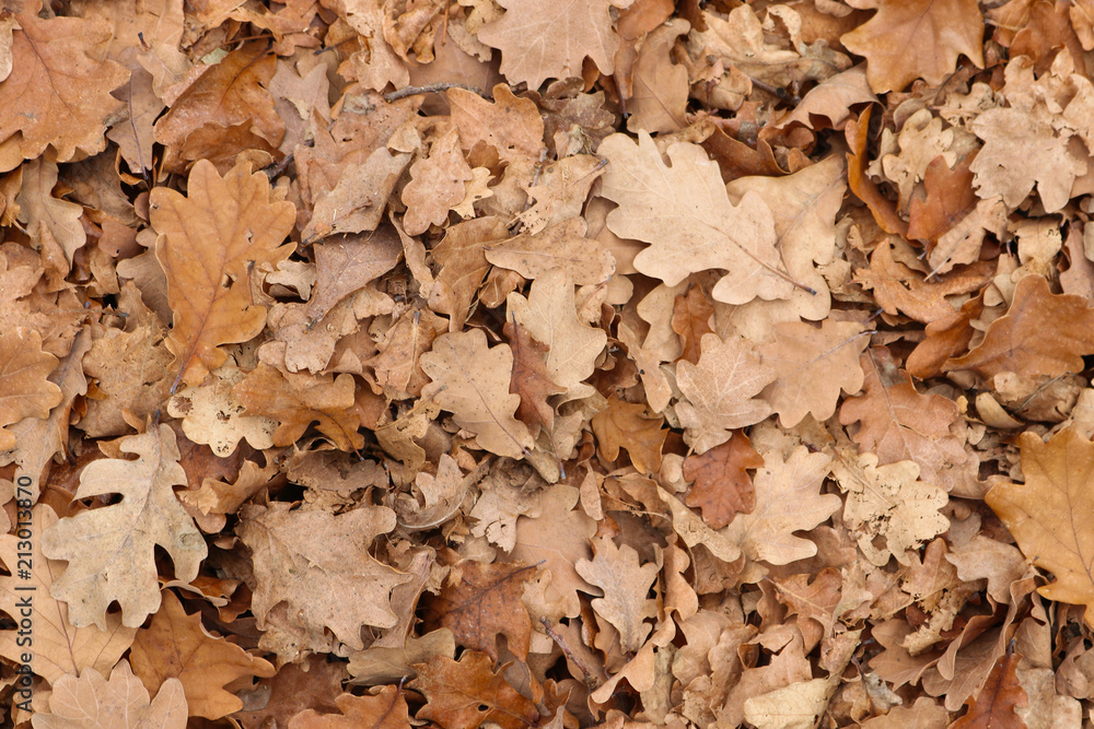 dried brown autumnal oak leaves textured background