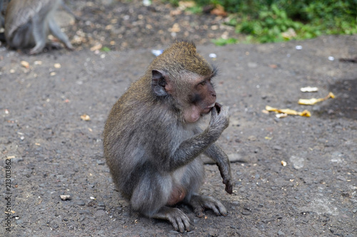Monkey in the forest