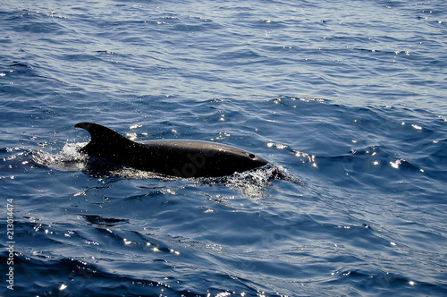 Dolphin - Galapagos - Ecuador