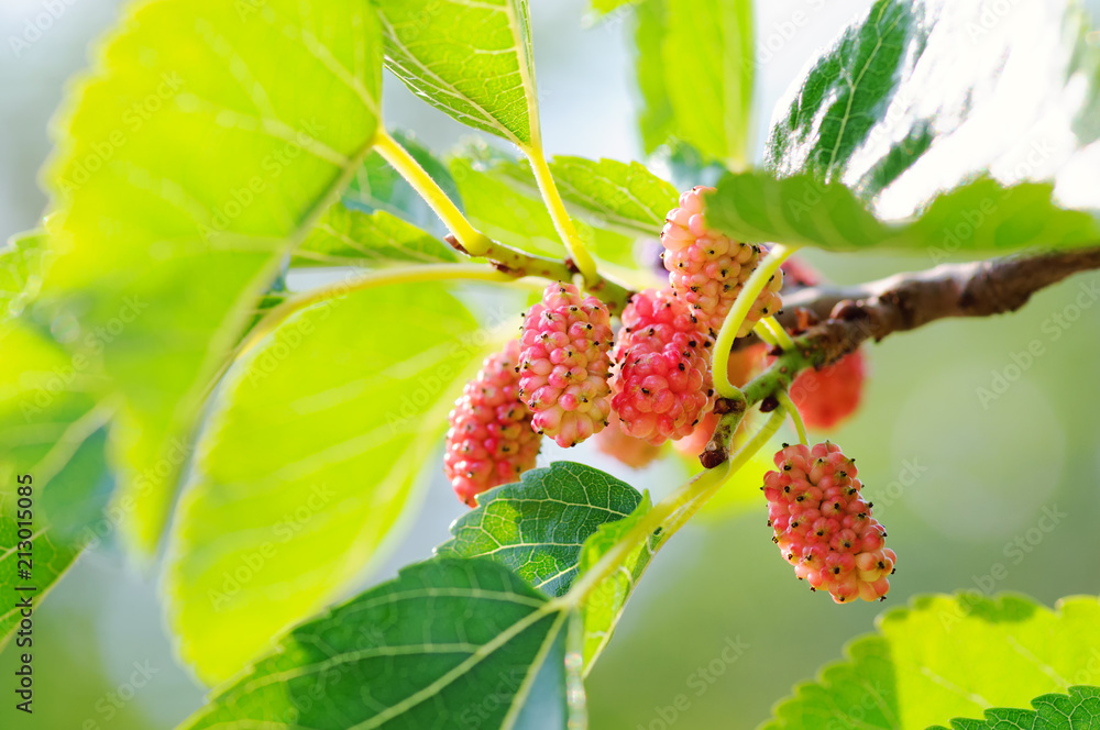 Mulberry fruits ripening on the tree branch. Red mulberries in nature Mulberry fruits ripening on the tree branch. Red mulberries in nature