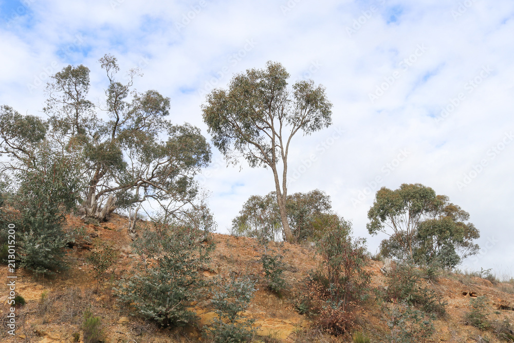 looking up a treed embankment towards a blue cloudy sky from below