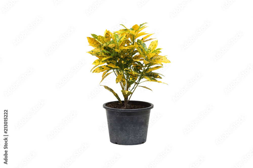 Codiaeum variegatum Blume in a black plastic pot isolated on white Codiaeum variegatum Blume in a black plastic pot isolated on white