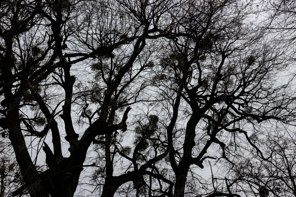 Bare trees in forest at bad cloudy weather Bare trees in forest at bad cloudy weather
