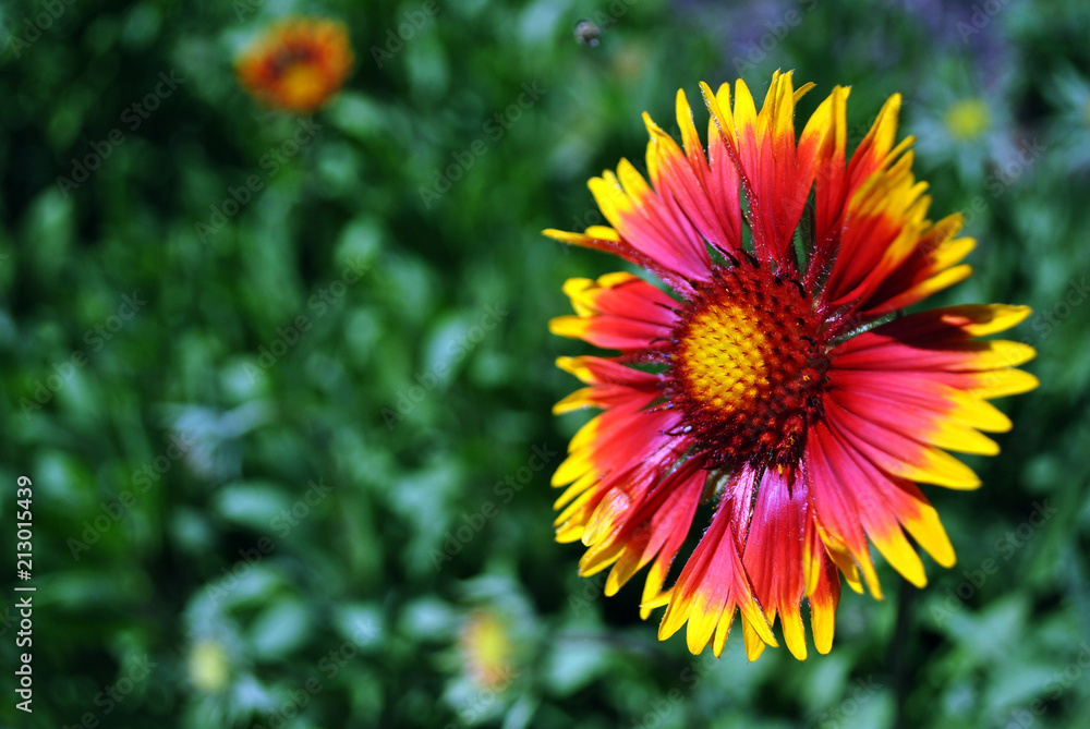 Zinnia bicolor flower blooming, green soft background bokeh Zinnia bicolor flower blooming, green soft background bokeh