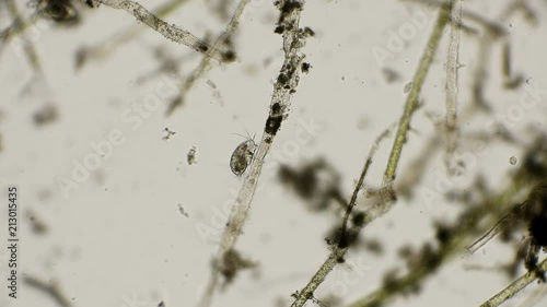 Cyclops nauplius hid on a branch of old algae for hunting, under a microscope photo