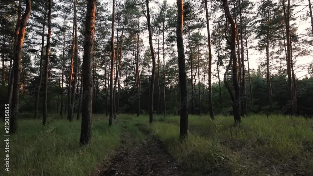 POV, walk through a dense pine forest POV, walk through a dense pine forest