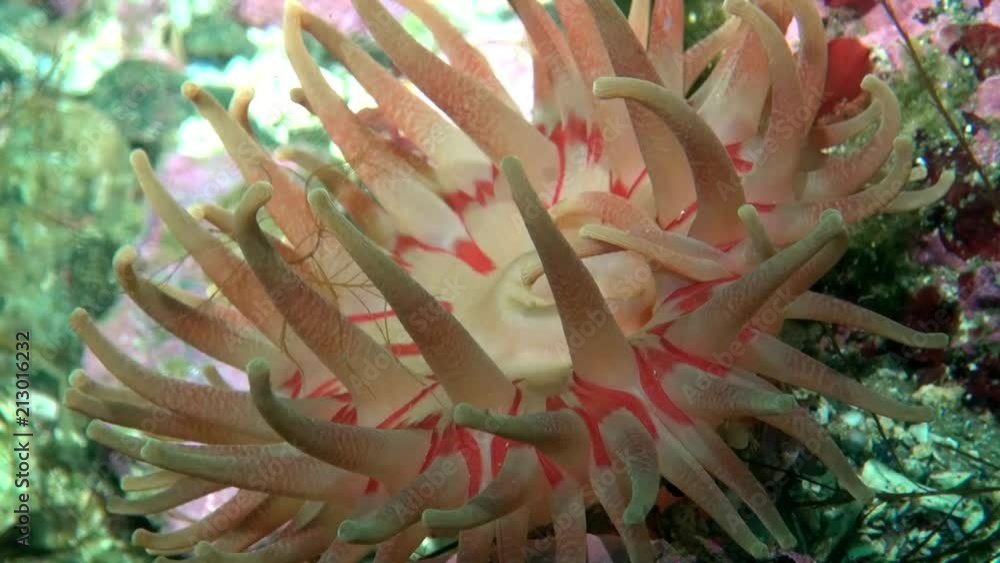 Pink Anemones Actinia close-up. Nature in clean transparent cold water. Wildlife on background of blue marine in Arctic ocean. Pink Anemones Actinia close-up. Nature in clean transparent cold water. Wildlife on background of blue marine in Arctic ocean.