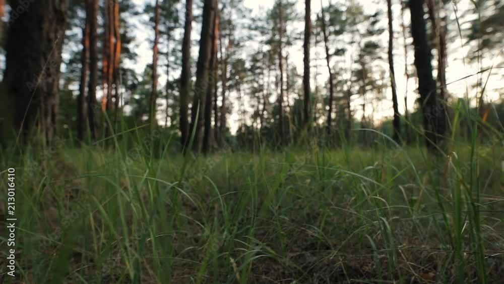Nature, grass in a pine forest background, dolly slider Nature, grass in a pine forest background, dolly slider