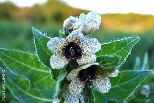 Hyoscyamus niger (henbane, black henbane or stinking nightshade) blooming flower close up detail on blurry landscape background