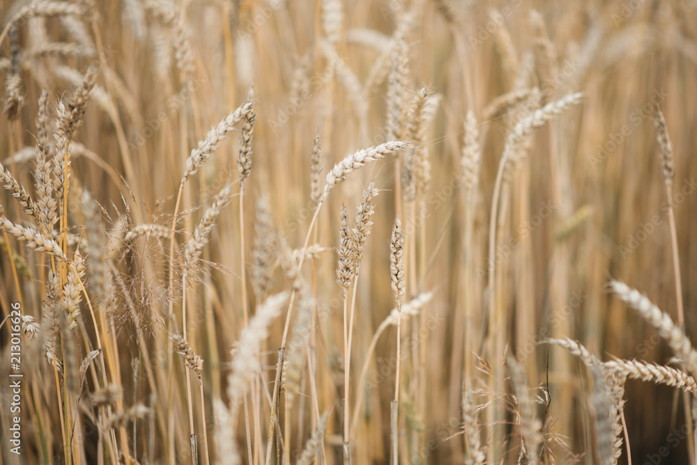 Background picture close-up of wheat spikelets on the field. Golden spikelets symbol of harvest and fertility. Selective focus Background picture close-up of wheat spikelets on the field. Golden spikelets symbol of harvest and fertility. Selective focus