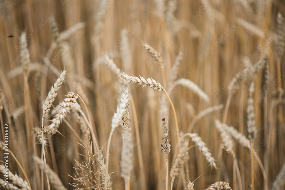 Fototapeta premium Background picture close-up of wheat spikelets on the field. Golden spikelets symbol of harvest and fertility. Selective focus