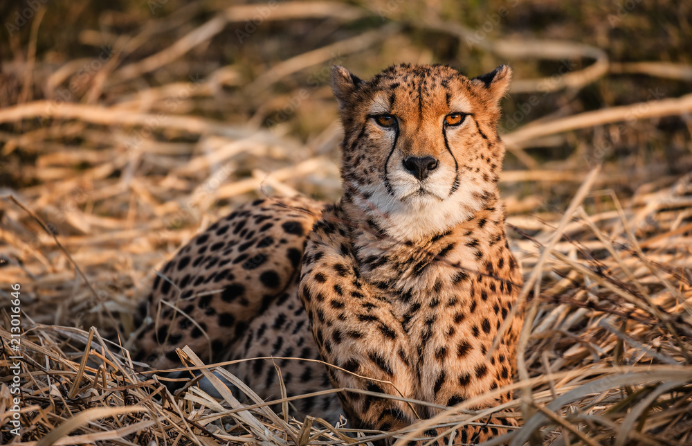 Cheetah Cheetah