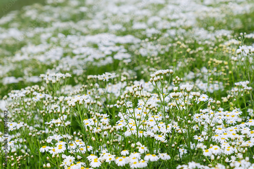 Field of chamomiles flowers. Camomile background. Wild flowers chamomiles blossoming on meadow Field of chamomiles flowers. Camomile background. Wild flowers chamomiles blossoming on meadow