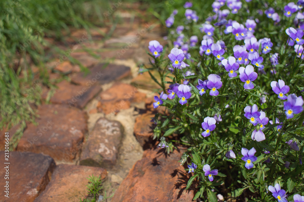 Obraz premium pansies