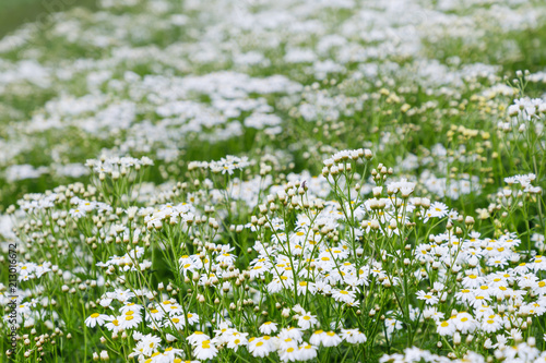 Field of chamomiles flowers. Camomile background. Wild flowers chamomiles blossoming on meadow