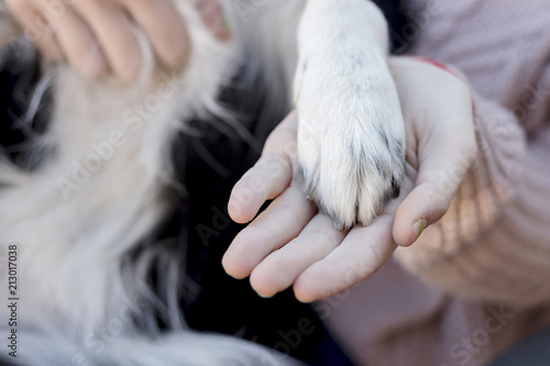 A Woman hand and dog paw together