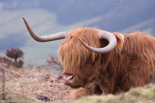 HIghland Cattle