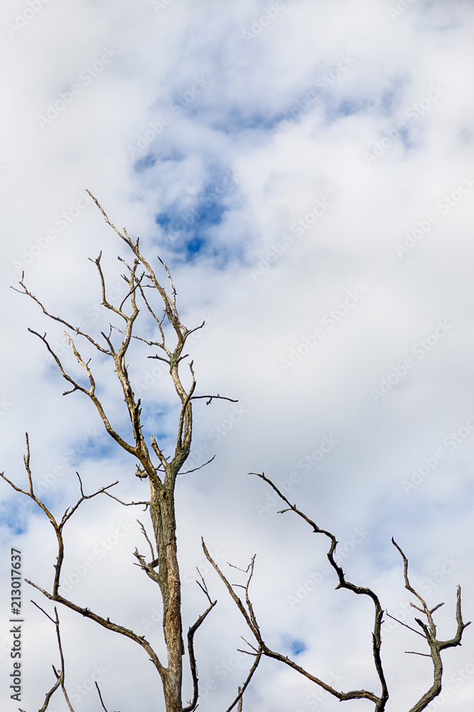 Dry naked tree on a white sky background. Dramatic landscape Dry naked tree on a white sky background. Dramatic landscape