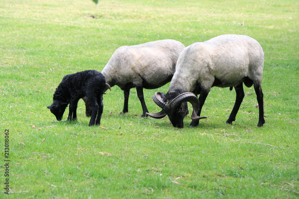 Obraz premium Grazing Sheeps