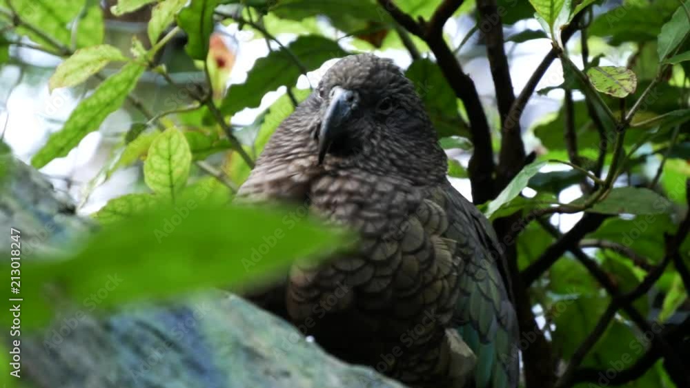 Native New Zealand Kea bird in a tree. Native New Zealand Kea bird in a tree.
