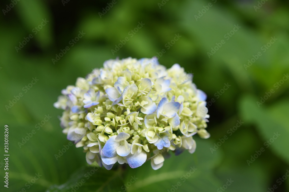 紫陽花 紫陽花