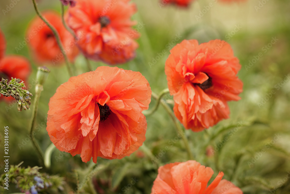 Poppies on the flowerbed Poppies on the flowerbed