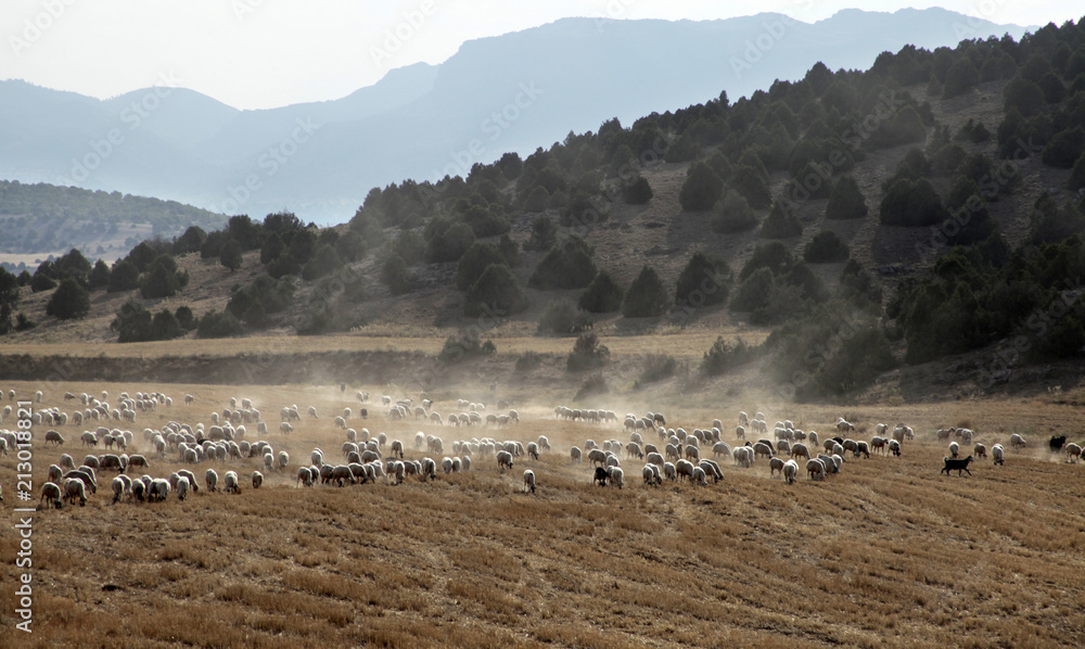Fototapeta premium sheep grazing on the field