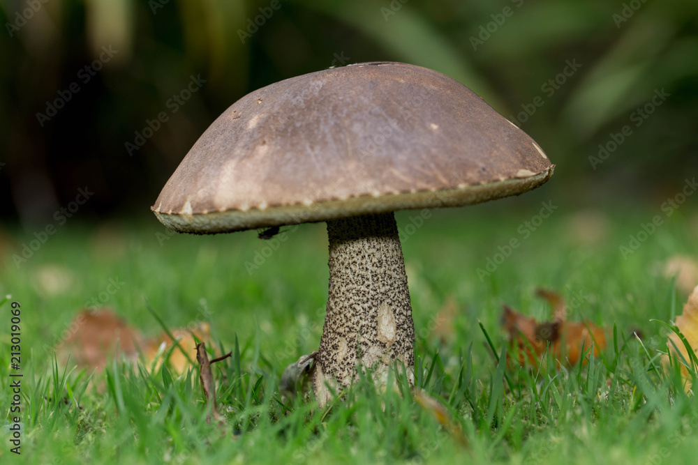 Mushroom Mushroom