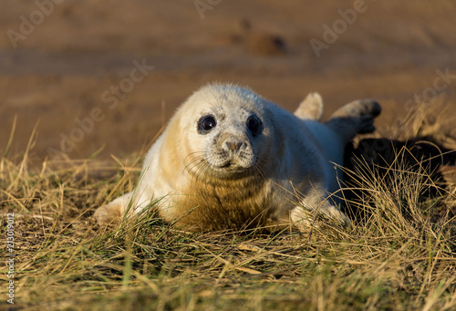 Baby Seal ot Donna Nook reserve