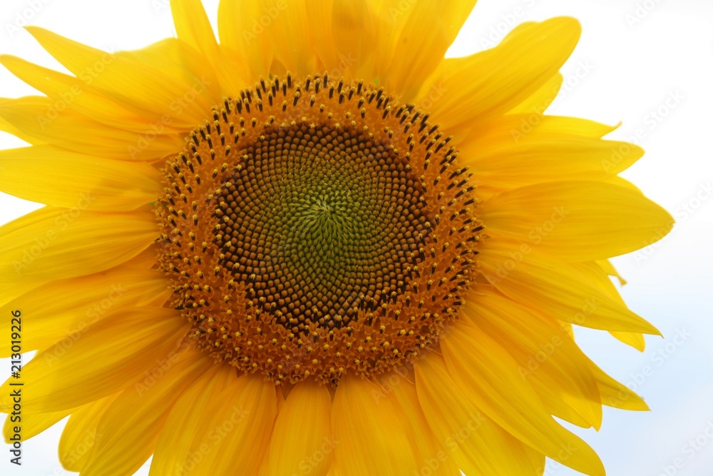 Naklejka premium sunflower-a small sun