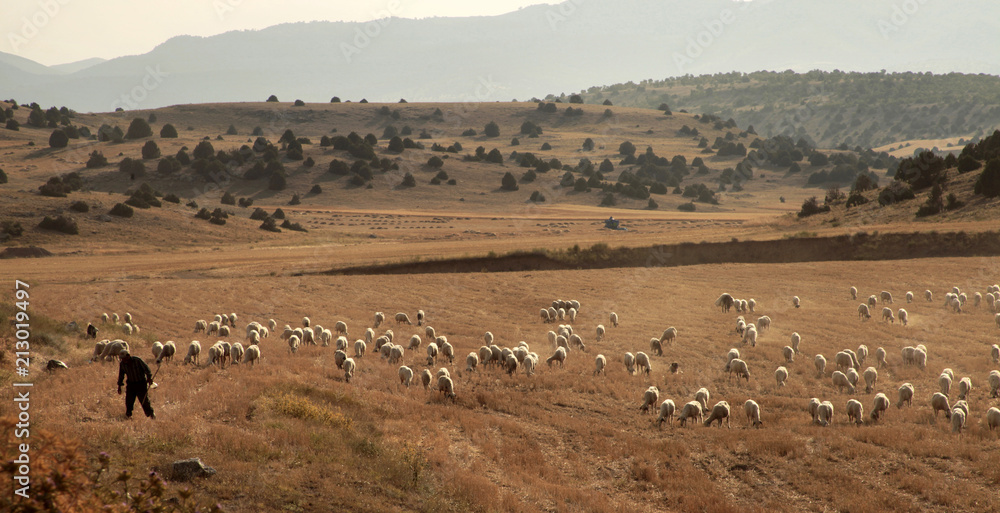 Obraz premium sheep grazing on the field