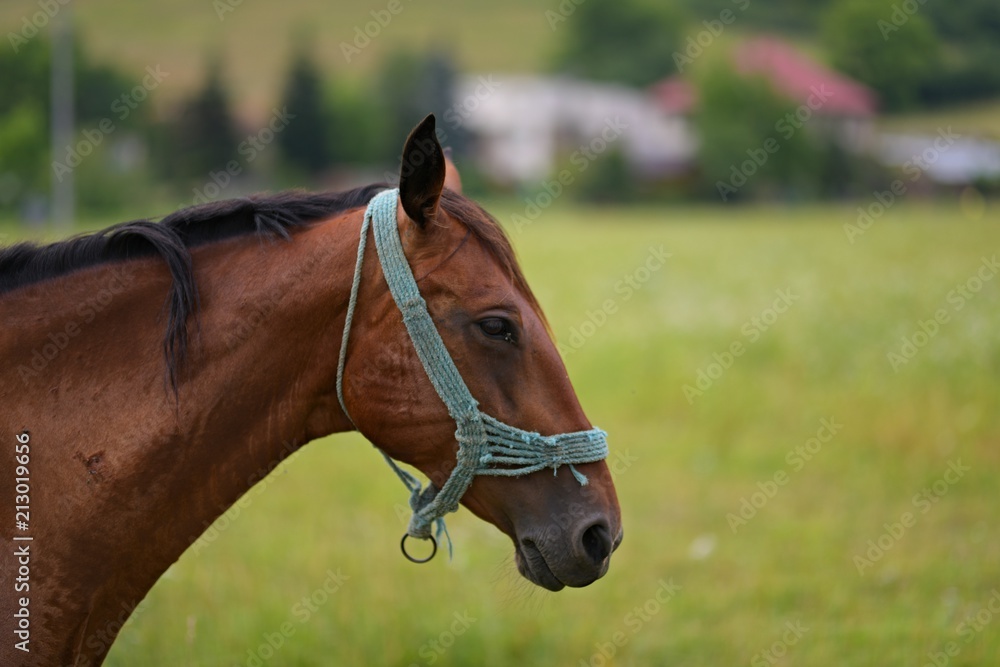 Obraz premium portrait of a horse