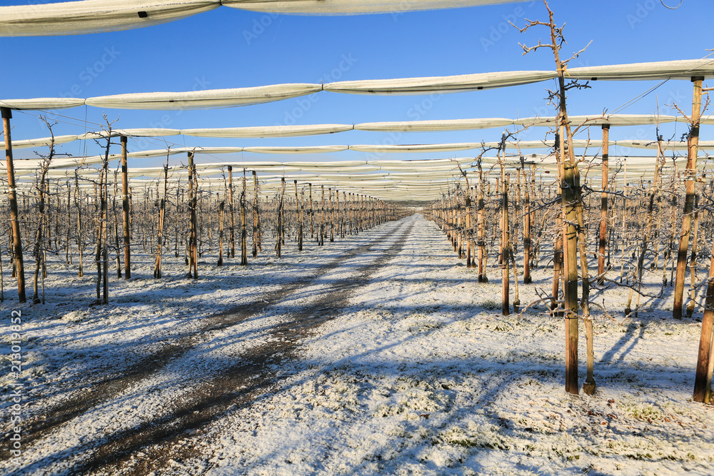 Obraz premium Bodensee Obstbau im Winter