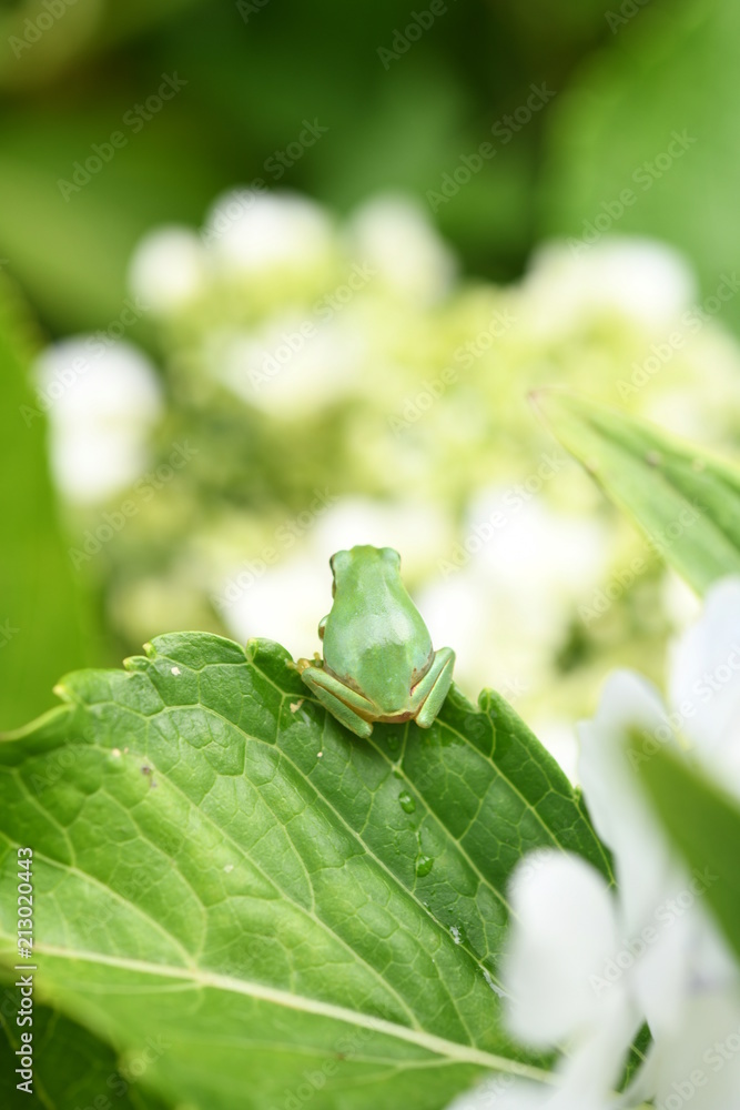 Obraz premium アマガエルとあじさい