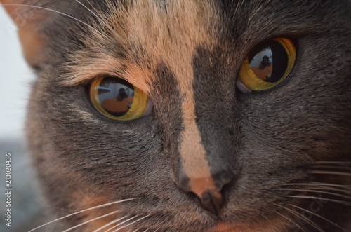A crossbreed British and a Russian blue cat