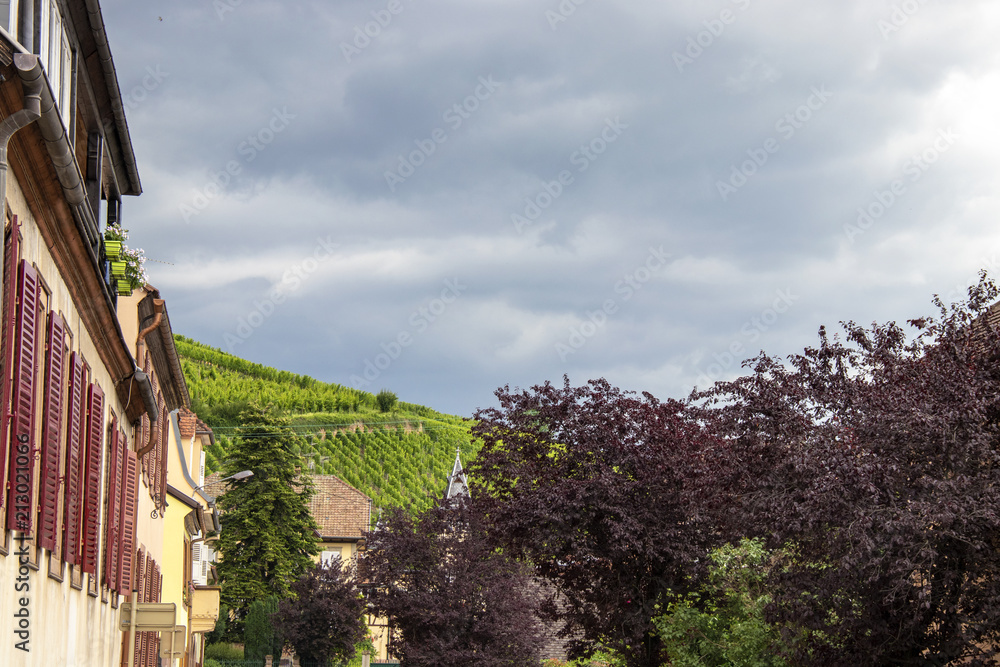 Ribeauvillé. Vignes sur la crête vues du centre ville. Haut Rhin, Alsace. Grand Est