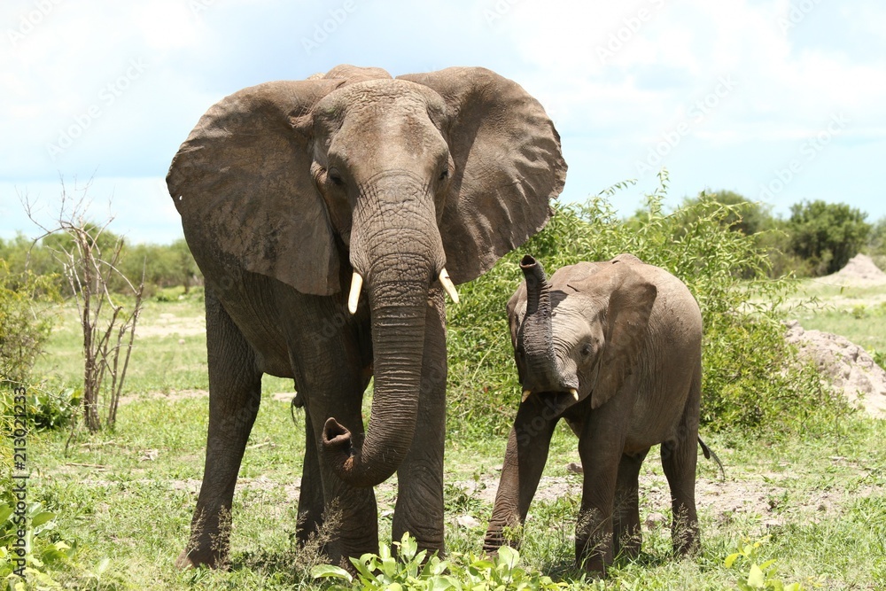 Fototapeta premium elephant