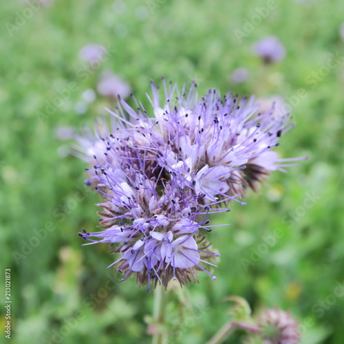 Phacelia  a crop plant cultivated as a pasture and founding in Germany blooms in the field in summer purple