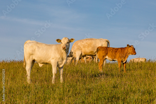 Cows and a Calf